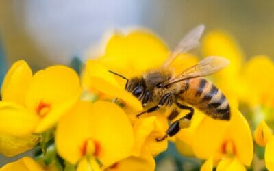 La salute delle api