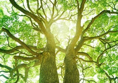21 novembre si festeggia la Giornata nazionale degli alberi