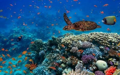 Sostenibilita’? La Biodiversita’ come “ancora”