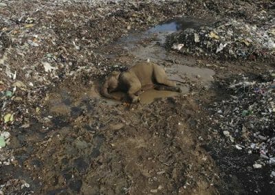 La mattanza degli elefanti: uccisi dalla plastica nella discarica