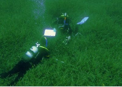 TEDX- The unexpected, underwater plant fighting climate change