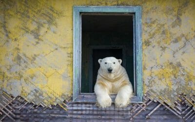 Gli orsi polari «occupano» una stazione meteorologica in Siberia