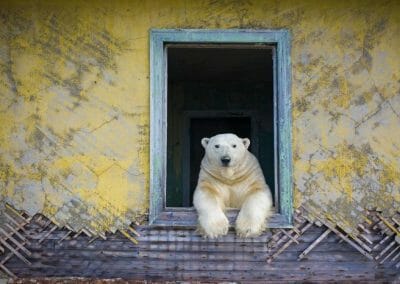 Gli orsi polari «occupano» una stazione meteorologica in Siberia