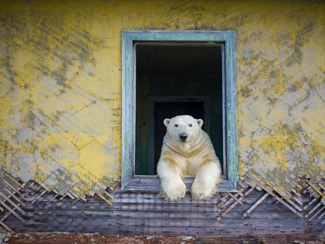 Gli orsi polari «occupano» una stazione meteorologica in Siberia