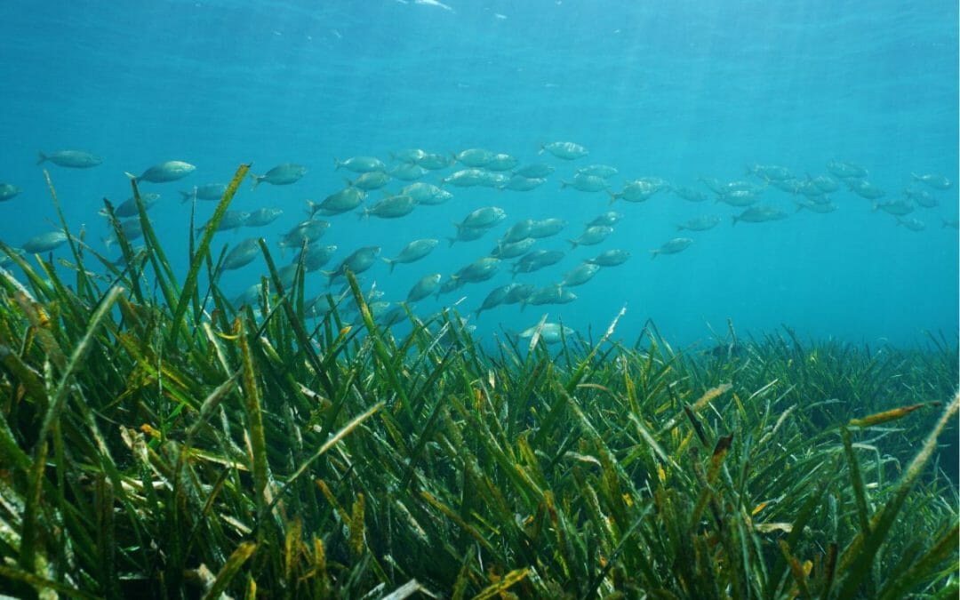 zeroCO2 e WORLDRISE presentano il progetto POSIDONIA per  salvaguardare il Mediterraneo