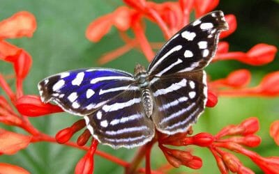 Riconoscimento del MITE al Parco Nazionale dell’Alta Murgia per il progetto di tutela degli impollinatori selvatici