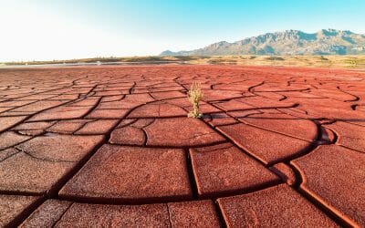 Il 40 per cento della terra è degradata In Costa d’Avorio, la Cop 15  contro la desertificazione