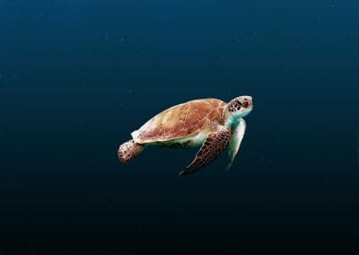 Studio, in Alto adriatico aumentano tartarughe e delfini