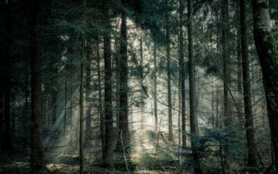 21 novembre GIORNATA NAZIONALE DEGLI ALBERI