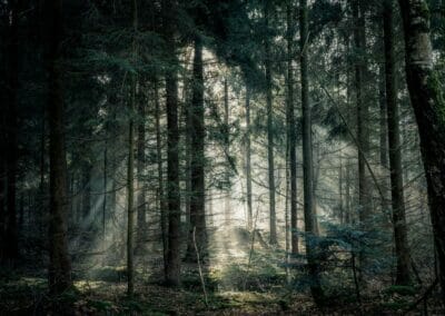 21 novembre GIORNATA NAZIONALE DEGLI ALBERI