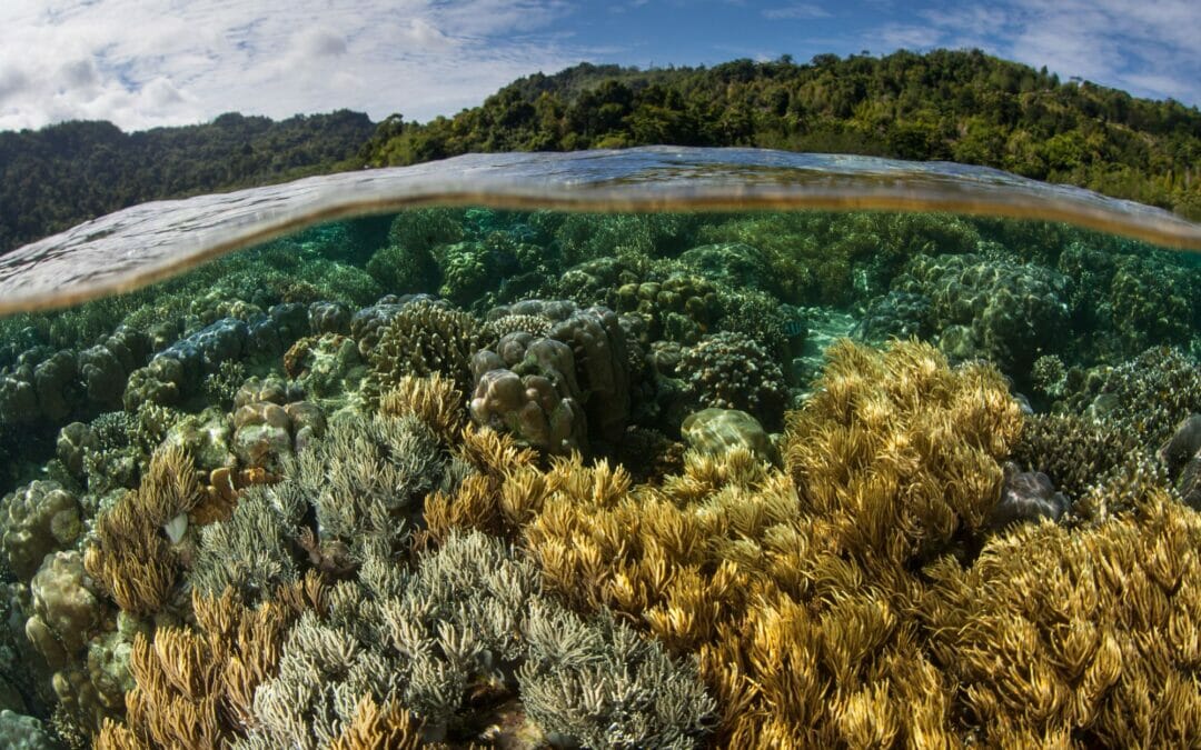 COP15 di Montreal: preservare la natura (e le persone)
