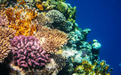 Coral gardeners