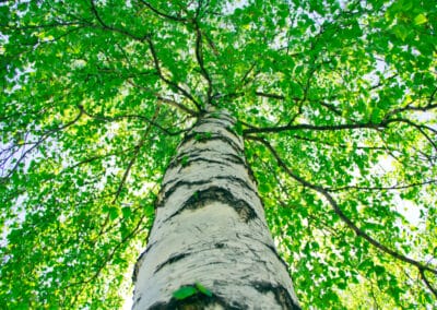 Cinque anni dopo Vaia, non solo abete rosso: betulla e sorbo ricreano un altopiano sano, ispirato dalle foreste vergini