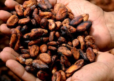 Il percorso verso la qualità come leva di sviluppo: la filiera del cacao di ICAM in Uganda