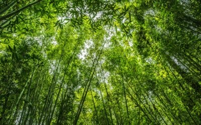 Biodiversità, 9 aziende su 10 puntano sulle foreste (ma ne ignorano la superficie)