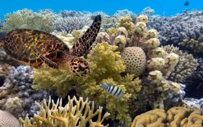 Le barriere coralline sono più estese del previsto: la scoperta grazie ai dati satellitari