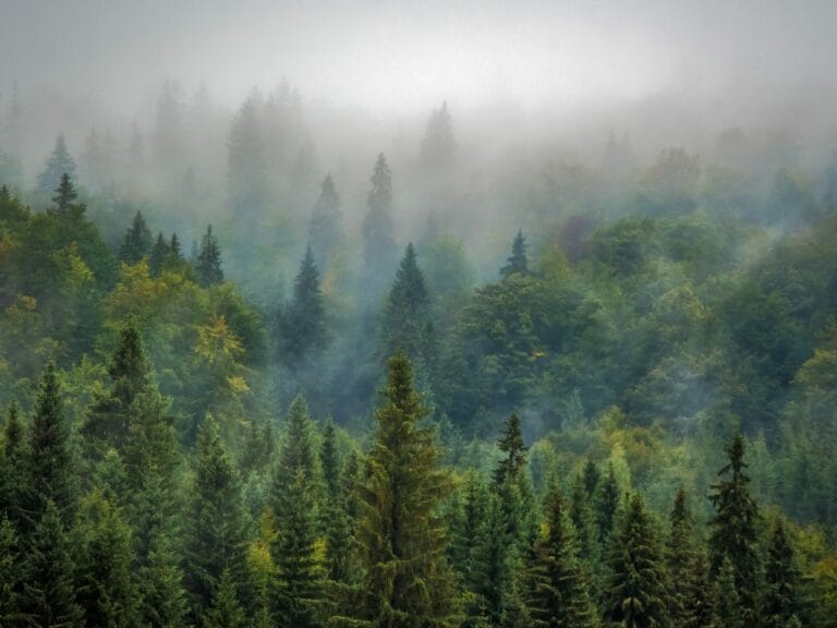 Forestami-Prada per proteggere la biodiversità nelle città