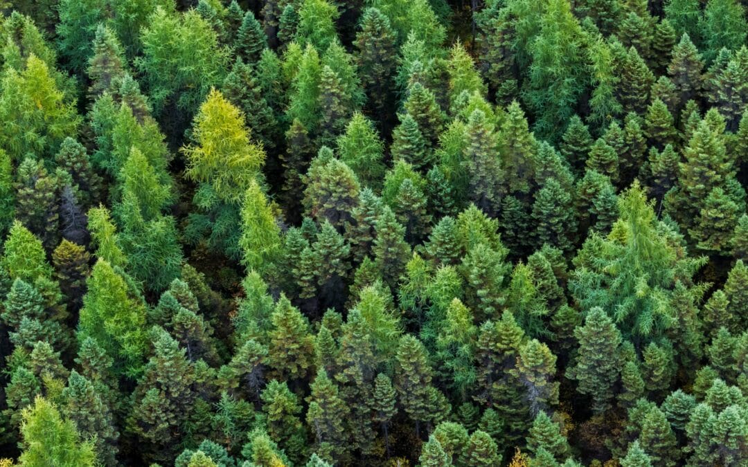 Il ruolo delle foreste europee nella mitigazione dei cambiamenti climatici