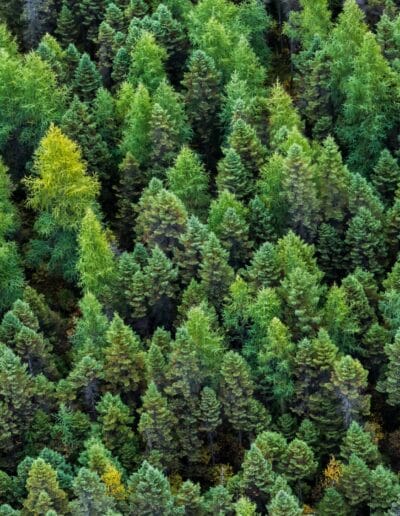 Il ruolo delle foreste europee nella mitigazione dei cambiamenti climatici
