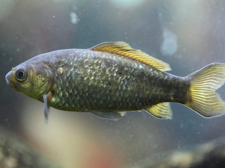 Un quarto degli animali d’acqua dolce a rischio estinzione