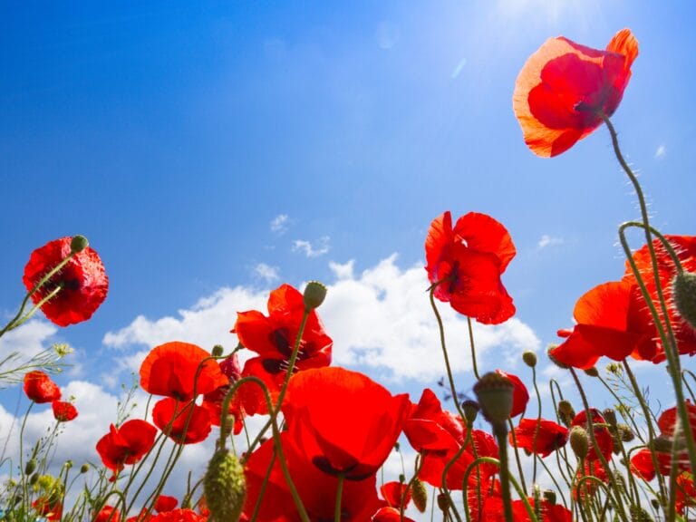 25 Aprile: la Festa senza i ma